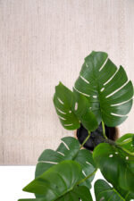 Χαλί Matisse 29230 Royal Carpet - Image 3