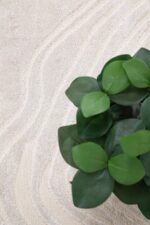 Χαλί Organic 249 CREAM Royal Carpet - Image 3